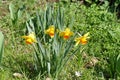 Yellow Narcisus